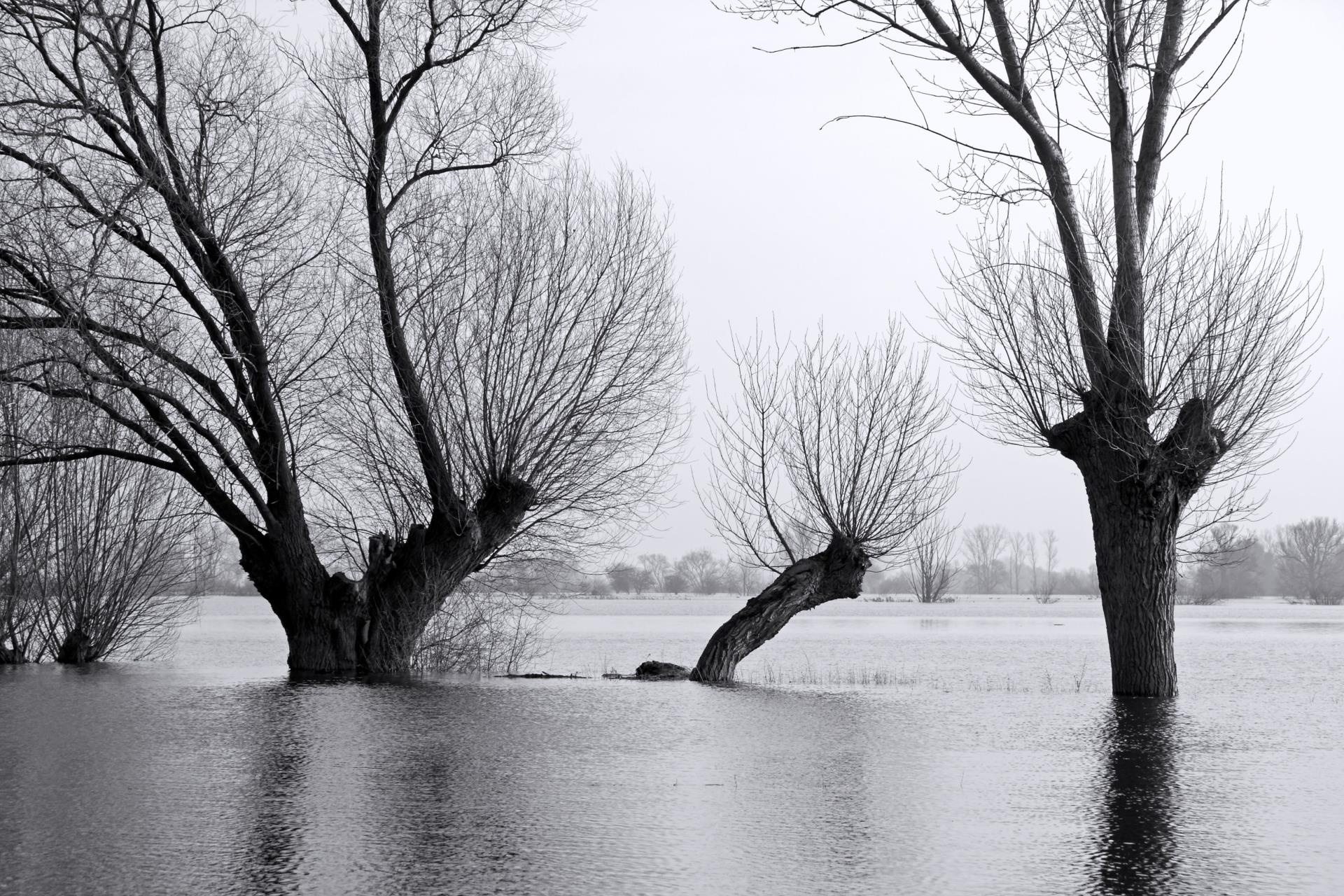 image of flooding along trees